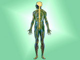 Illustration of the Nervous System in the Human Body Photographic Print by Carol & Mike Werner