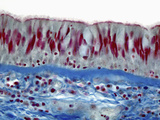 Trachea Section, Mallory's Stain, LM X400 Photographic Print by Alvin Telser