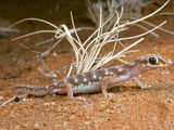 Beaked Gecko (Rhynchoedura Ornata), Colson's Pinnacle, Northern Territory, Australia Photographic Print by Michael & Sharon Williams