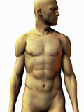 Male Likeness of the Torso Photographic Print by Carol & Miker Werner