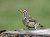 Nubian Woodpecker (Campethera Nubica), Kenya Photographic Print by Arthur Morris