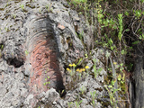 Nyiragongo Volcano, Democratic Republic of Congo, Showing the Mold of a Tree Burned in a 2002 Photographic Print by Richard Roscoe