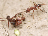 Leaf-Cutter Ant (Acromyrmex Striatus) Workers Cooperate to Bring a Seed Back to their Nest Photographic Print by Alex Wild