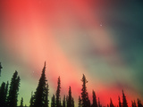Aurora Borealis or Northern Lights, Alaska, USA Photographic Print by Tom Walker