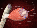 Cross Section of a Skeletal Muscle Attached to a Bone, Labeled Photographic Print by Carol & Mike Werner