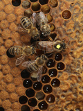 A Marked Queen Honey Bee Moves over Brood Cells with Other Bees Looking for Honey Photographic Print by Eric Tourneret