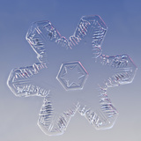 Snowflake, LM Photographic Print by Solvin Zankl