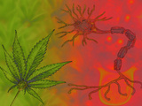 Medicinal Marijuana Photographic Print by Carol & Mike Werner