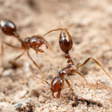 Fire Ant Workers (Solenopsis Invicta) in Defensive Posture, Argentina Photographic Print by Alex Wild