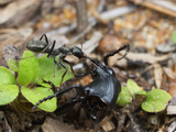 A Formica Sibylla Ant Worker Has Found the Carcass of a Ground Beetle Photographic Print by Alex Wild