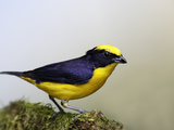 Thick-Billed Euphonia (Euphonia Laniirostris), Los Bancos, Ecuador Photographic Print by Arthur Morris