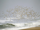 Sanderling (Calidris Alba) Flock in Flight over Ocean Waves, Long Island, New York, USA Photographic Print by Arthur Morris
