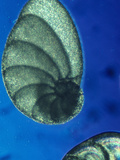 Marine Foraminifera (Vertebralina Striata), LM X64 Photographic Print by Arthur Siegelman