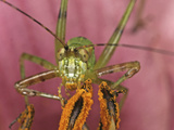 Katydid Feeding on Pollen, Order Orthoptera, Family Tettigoniidae, New Hampshire, USA Photographic Print by David Wrobel