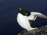 Razorbill Flapping Wings (Alca Torda), Iceland Photographie par Arthur Morris