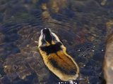 Norway Lemming (Lemmus Lemmus) Swimming, Sweden Photographic Print by Solvin Zankl