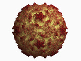 Poliovirus Type 1 Mahoney Strain Protein Capsid Photographic Print by Jean-Yves Sgro