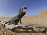 Namaqua Chamaeleon Eating Insect Prey (Chamaeleo Namaquensis), Namib Desert, Namibia Photographic Print by Solvin Zankl
