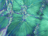 Polarized View of Adenosine Triphosphate or Atp, LM X65 Photographic Print by Arthur Siegelman