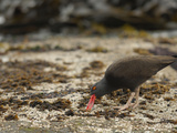 Blackish Oystercatcher (Haematopus Ater) Photographic Print by Solvin Zankl