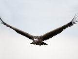 Nubian Vulture or Lappet-Faced Vulture in Flight (Torgos Tracheliotus), Kenya Photographic Print by Arthur Morris