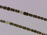 Anabaena Photographic Print by Peter Siver
