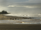 Black Vultures Waiting for Olive Ridley Sea Turtle Hatchlings to Emerge Photographic Print by Solvin Zankl