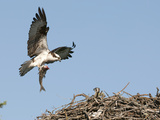 Male Osprey (Pandion Haliaetus) Bringing Fish to Nest, Flathead Lake, Montana, USA Photographic Print by Tom Walker