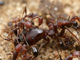 Pheidole Ant Soldier Proved No Match for the Hordes of Tetramorium Sericeiventre Photographic Print by Alex Wild