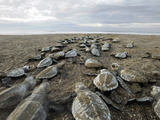 An Olive Ridley Sea Turtle Hatchling (Lepidochelys Olivacea) on its Way to the Sea Photographic Print by Solvin Zankl