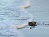 An Olive Ridley Sea Turtle Hatchling (Lepidochelys Olivacea) on its Way to the Sea Photographic Print by Solvin Zankl