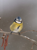 Blue Tit (Parus Caeruleus) on a Snowy Branch During a Snowstorm with its Feathers Fluffed Photographic Print by Dave Watts