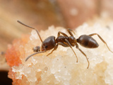 Ant (Linepithema Micans) Eating Photographic Print by Alex Wild