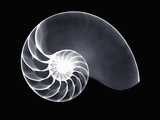 X-Ray of a Chambered Nautilus Shell Photographic Print by George Taylor