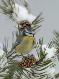 Blue Tit (Parus Caeruleus) on a Snowy Branch During a Snowstorm with its Feathers Fluffed Photographic Print by Dave Watts