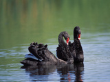Black Swan (Cygnus Atratus) Pair in Courtship Behavior, Victoria, Australia Photographic Print by Dave Watts