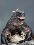 Marine Iguana (Amblyrhynchus Cristatus) with Mouth Open, Galapagos Photographic Print by Arthur Morris