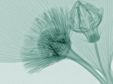 X-Ray of Ginkgo Leaf and Chives Flowers Photographic Print by George Taylor