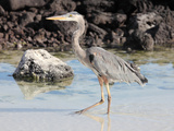 Great Blue Heron (Ardea Herodias), Santa Cruz, Galapagos Photographic Print by Richard Roscoe