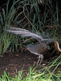 Superb Lyrebird Singing and Displaying (Menura Novaehollandiae), Healesville Sanctuary, Victoria Photographic Print by Dave Watts