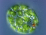 Trachelomonas, a Motile Single Celled Euglenoid Algae Cell Photographic Print by Peter Siver