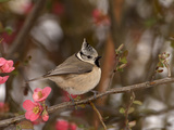 Crested Tit (Parus Cristatus), Pyrenees, France Photographic Print by Dave Watts