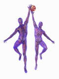 Basketball Players Showing Musculature and Skeletons Photographic Print by Carol & Mike Werner