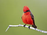 Vermilion Flycatcher Male (Pyrocephalus Rubinus), Laredo, Texas, USA Photographie par Arthur Morris