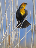 Yellow-Headed Blackbird (Xanthocephalus Xanthocephalus), Western North America Photographie par Leroy Simon