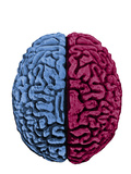 Illustration Showing the Attributes of Left and Right Brain Activity in Humans Photographic Print by Carol & Mike Werner