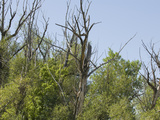 Trees Suffering from Drought in Northern Colorado Fotografie-Druck von Jon Van de Grift