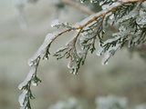 Freezing Rain Coats a Tree in a Layer of Ice in Early Spring in Colorado Fotografie-Druck von Jon Van de Grift