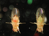 Wild Type Fruit Fly (Drosophila Melanogaster) in a Lab Culture That Were Fed with Green Colored Photographic Print by Solvin Zankl