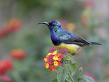 Variable Sunbird Male on Flowers (Cinnyris Venustus), Kenya Photographic Print by Arthur Morris